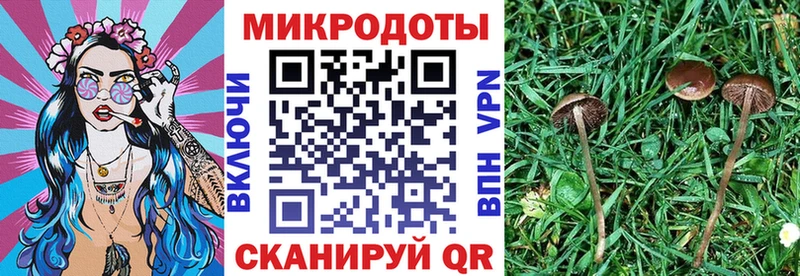 Галлюциногенные грибы мицелий  закладка  Петровск 